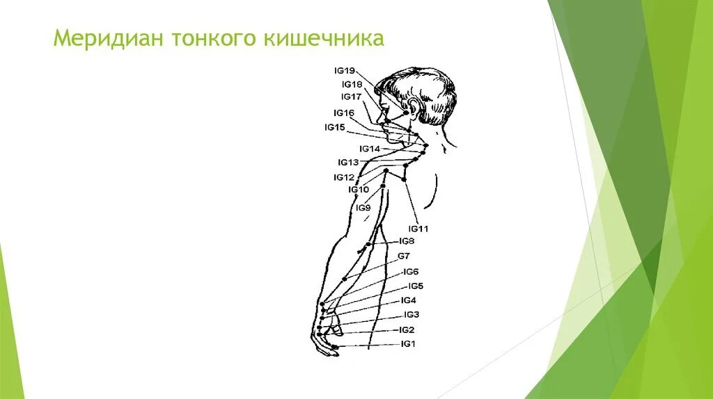 Точка спереди. Меридиан тонкого кишечника точки акупунктуры. Канал тонкого кишечника акупунктурные точки. Меридиан тонкого кишечника точки расположения. Схема меридиана тонкого кишечника.