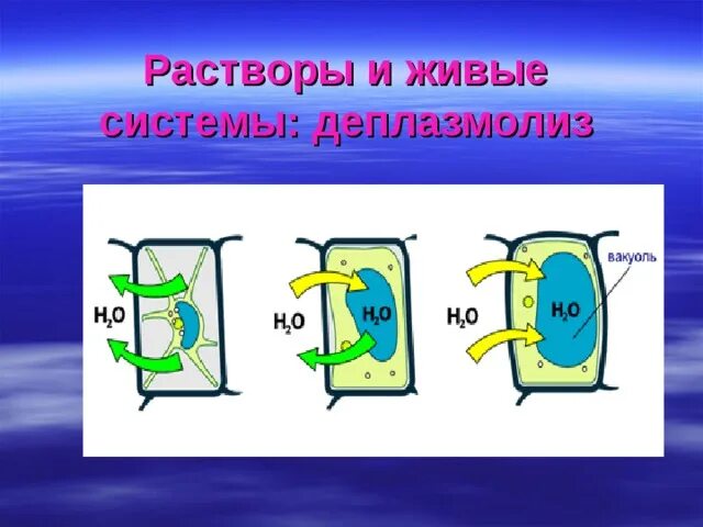 Время плазмолиза. Плазмолиз растительной клетки. Явление деплазмолиза в растительной клетке. Явление плазмолиз и деплазмолиз. Плазмолиз и деплазмолиз в клетках.
