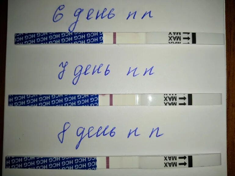 Тест на беременность на 8 день после подсадки эмбриона. 8 День после переноса эмбрионов. Тест на 8 день после переноса. Тест на 8 день после подсадки. Тесты на беременность пятидневок