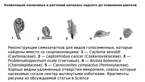 Коэволюция это сопряженная эволюция двух видов