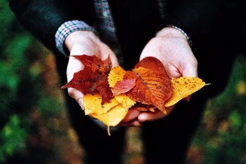 Листья мысли осени