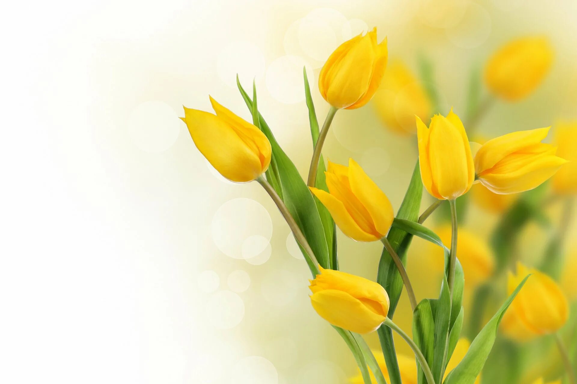 Желтые тюльпаны. Желтые весенние цветы. Тюльпаны фон. Тюльпаны открытка. Весенний букет фон