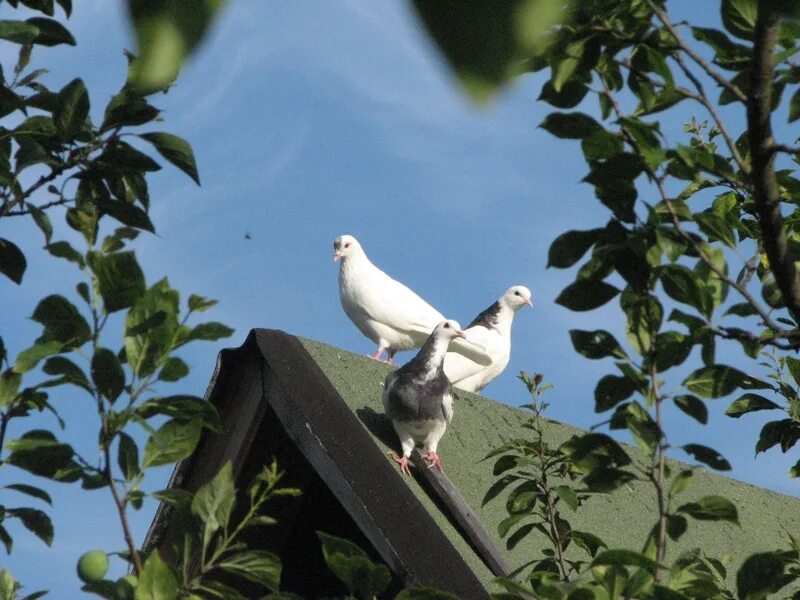 летающий голубь. несите голуби. мир на планете земля. красивое небо с голубями. голуби горлица белая.