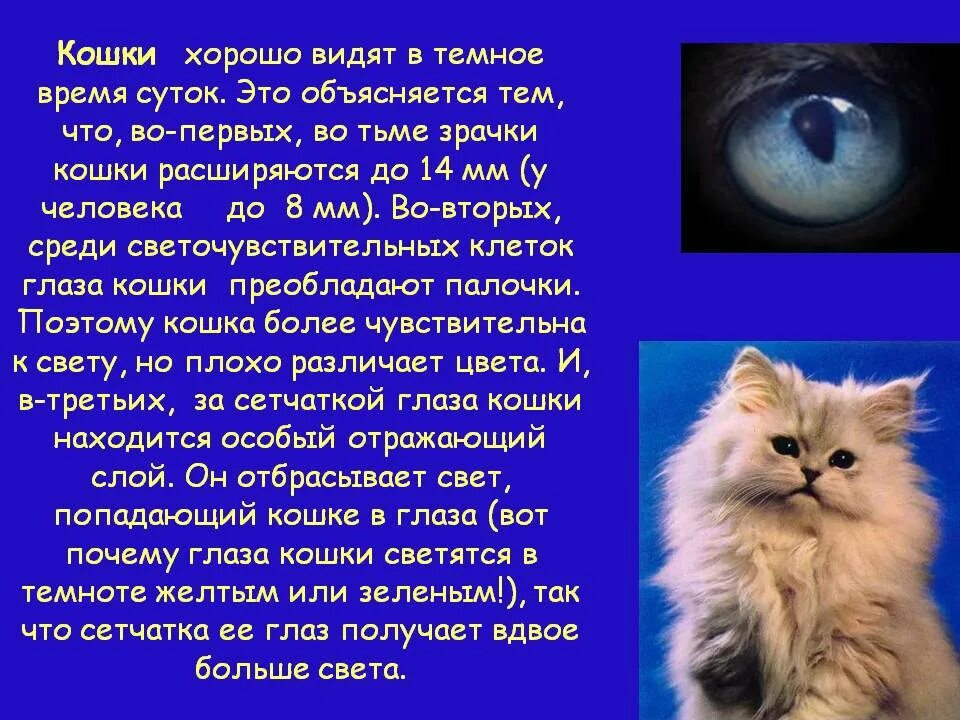 Зрение кошек в темноте. Приснился глаза кошки. Кошка с желтыми глазами. Приснился глаза кошки. Зрение кошки ночью.