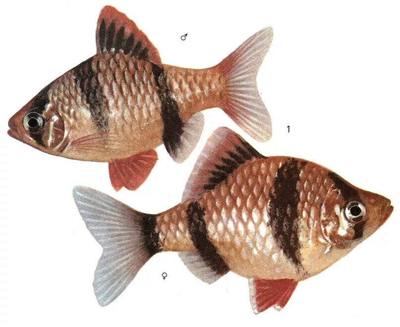 Рыбки скалярий самец самка. Скалярии самец и самка. Как определить пол рыбки. Гуппи рыбки самцы и самки отличие. Мальки гуппи самцы.