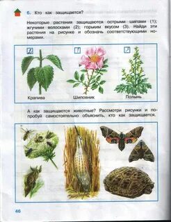 Окружающий мир 1 класс готовые задания