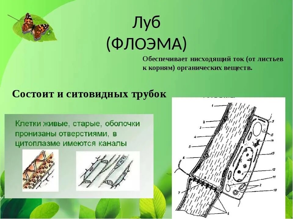 Восходящий и нисходящий ток. Ситовидные трубки нисходящий ток. Нисходящий ток органических веществ. Ксилема и флоэма восходящий и нисходящий ток. Проводящая ткань.