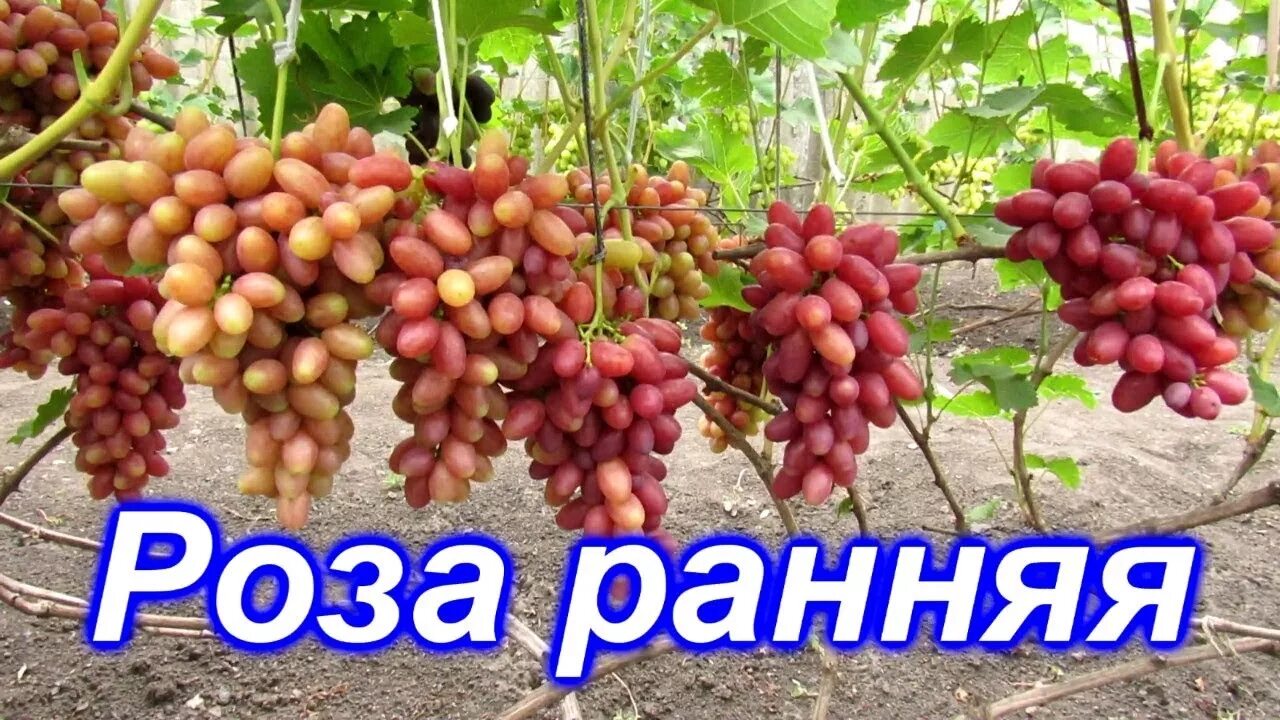 Цветник над головой из роз и винограда - то, что надо!