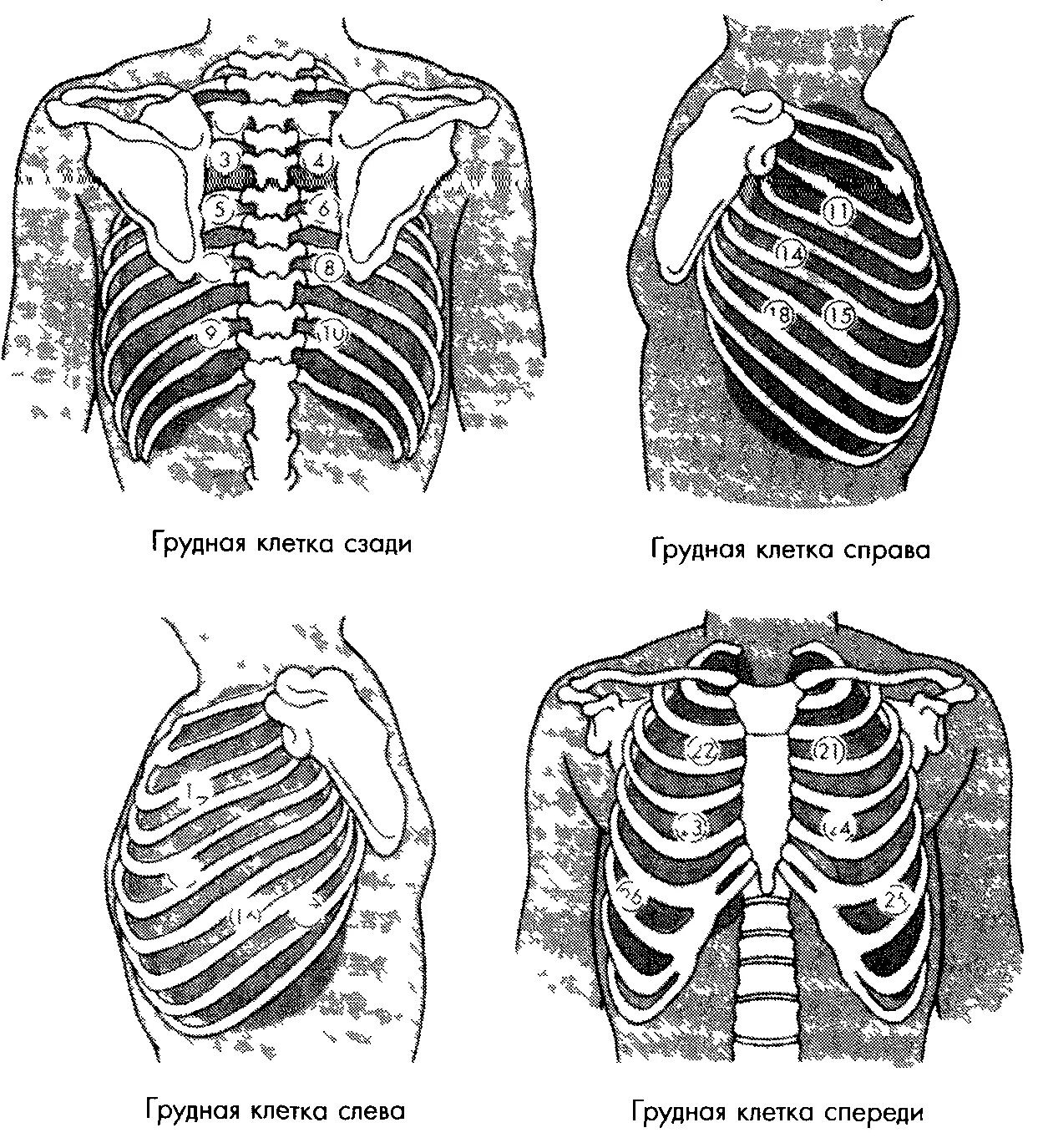 Округлая грудная клетка