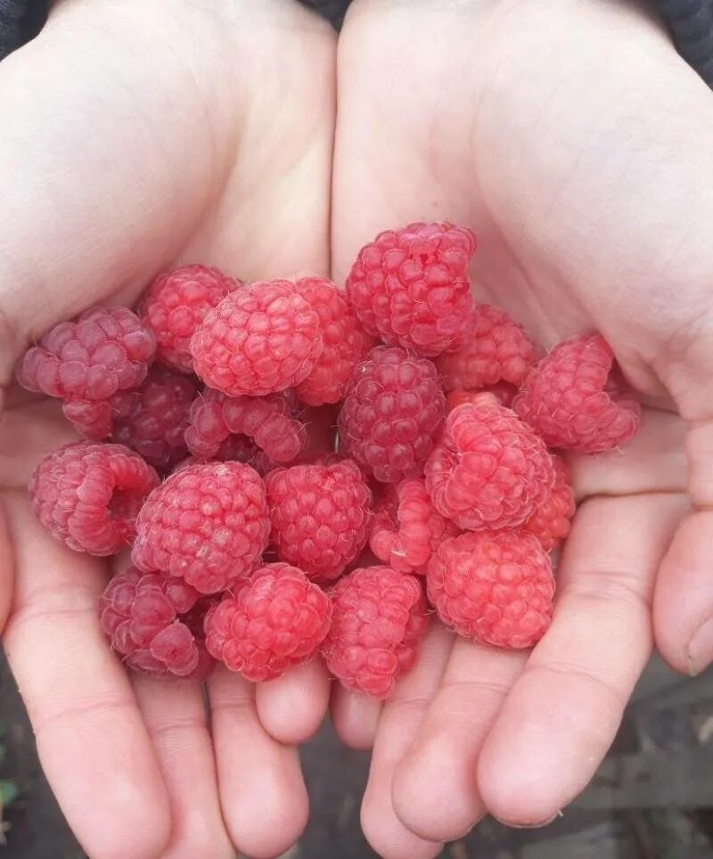 Малина сорт гусар. Новости малиновый. Малина памяти кузьмина. Малина новость кузьмина купить саженцы. Малина памяти кузьмина.