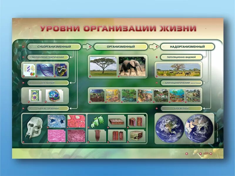 интерактивная игра для 7 класса естественные науки. наглядные пособия для начальной школы по окружающему миру. окружающий мир учебное оборудование. натуральные наглядные пособия. таблицы по окружающему миру для начальной школы.