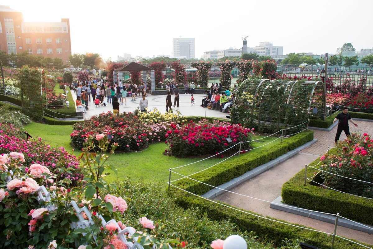 фестиваль роз москва. донецк город миллиона роз. долина роз кишинев. донецк город миллиона роз. магазин город роз.