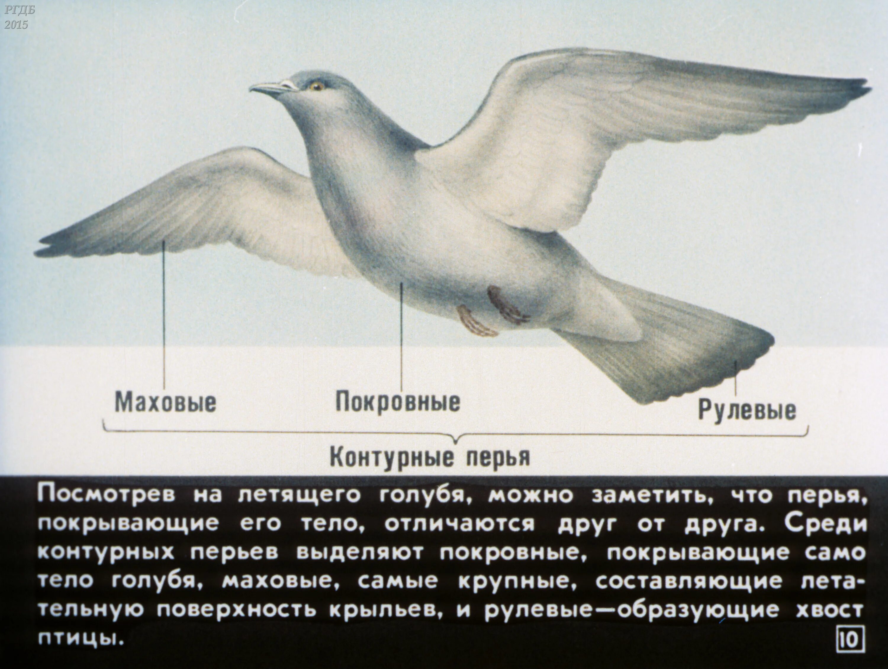 Расположение контурных перьев на теле птицы. Маховое перо голубя. Контурное покровное перо. Виды перьев голубя.