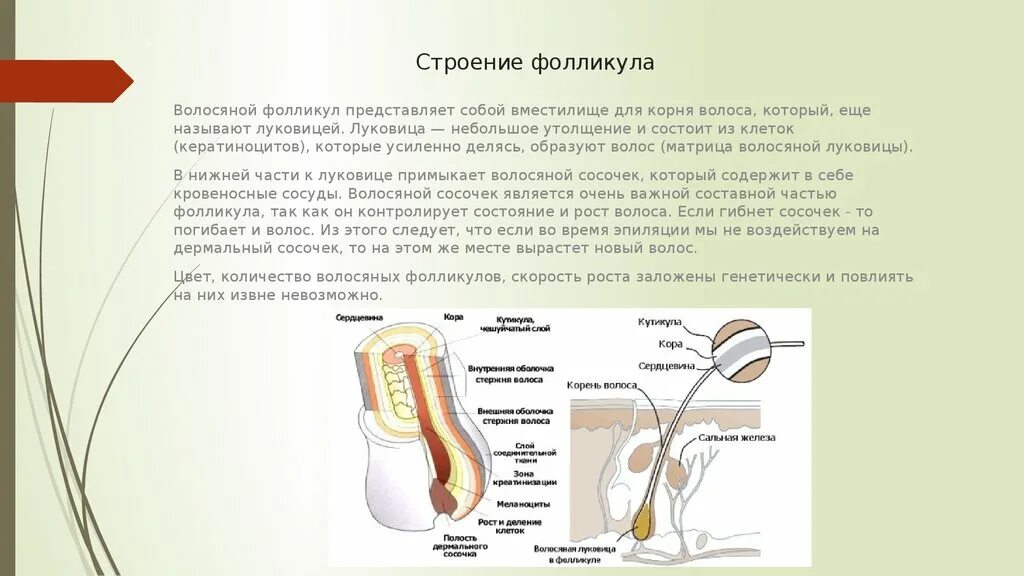 Волосяной мешочек строение. Содержит волосяные фолликулы. Строение волосяного фолликула схема. Схема волосяного фолликула. Содержит волосяные фолликулы.