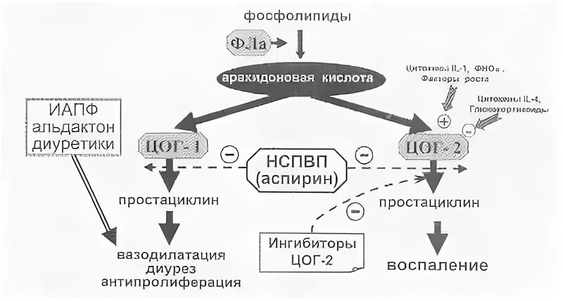 Механизм действия ацетилсалициловой кислоты аспирина. Механизм действия ацетилсалициловой кислоты биохимия. Механизм действия ацетилсалициловой кислоты схема. Молекулярные механизмы противосвертывающего действия аспирина. Механизм действия аспирина