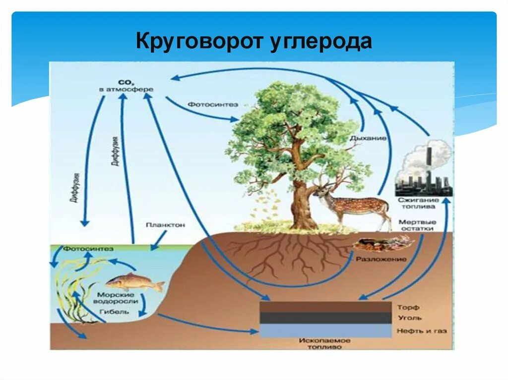 Биохимический цикл углерода схема кратко. Схема биогеохимического круговорота углерода. Круговорот веществ в природе углерод. Схема круговорота углерода в экосистеме.