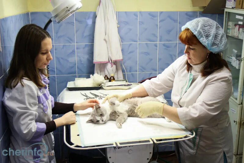 Ветклиника в коломне. Киреевск ветеринарная. Киреевск ветеринарная. Ветлечебница одинцово государственная. Ветлечебница в железнодорожном.