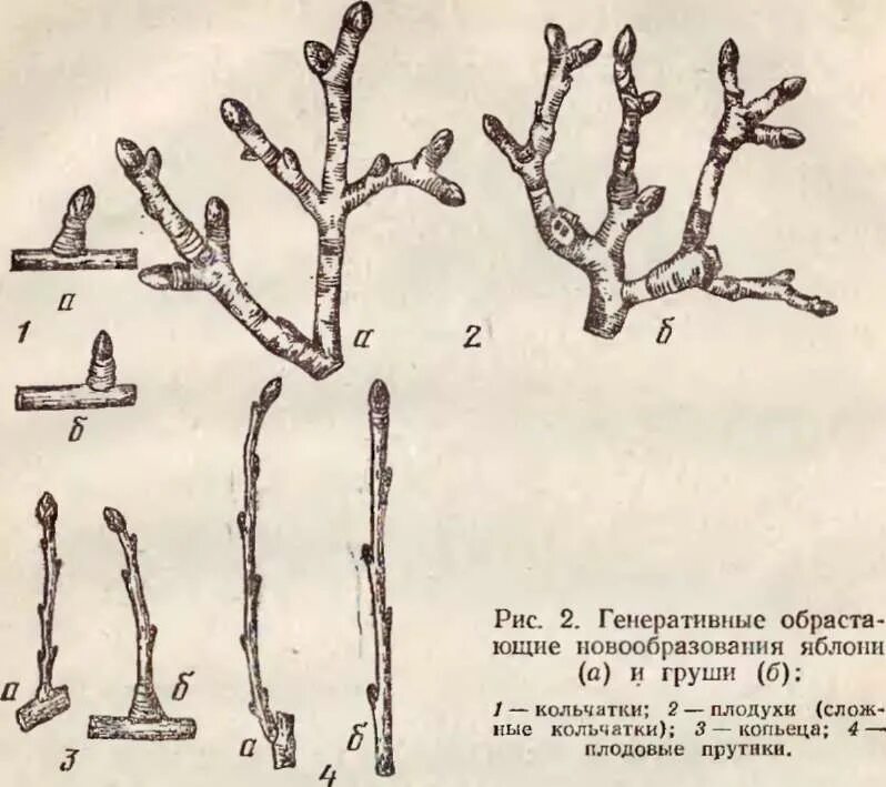 Генеративная культура. Кольчатка яблони это. Плодовые образования косточковых пород. Плодовые образования яблони кольчатка. Плодовые прутики копьеца и кольчатки на яблоне.