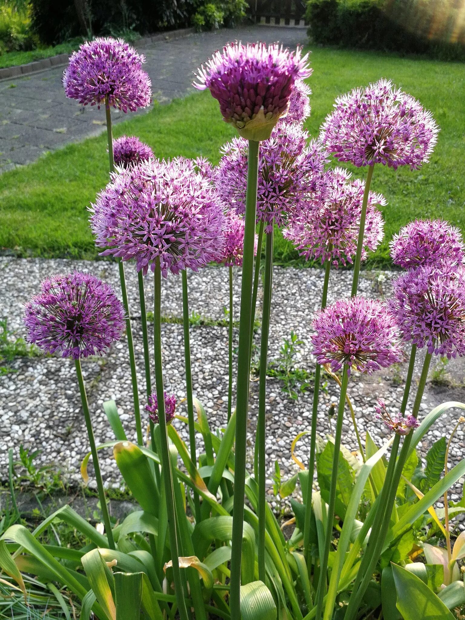 Аллиум Purple Sensation. Аллиум афлатунский (Purple Sensation). Лук афлатунский Purple Sensation. Аллиум Миами. Комнатное растение лук