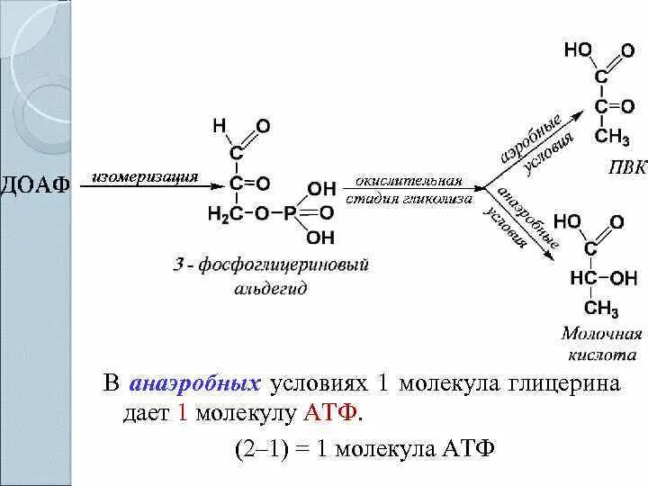 Пвк сколько атф. Окисление 3 фосфоглицеринового альдегида. Превращение фосфоглицеринового альдегида в анаэробных условиях. Образование 3 фосфоглицеринового альдегида. Фосфоглицериновый альдегид окисление.