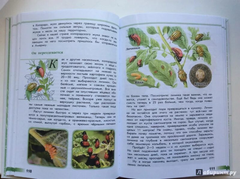 Книга зеленые страницы бабочки