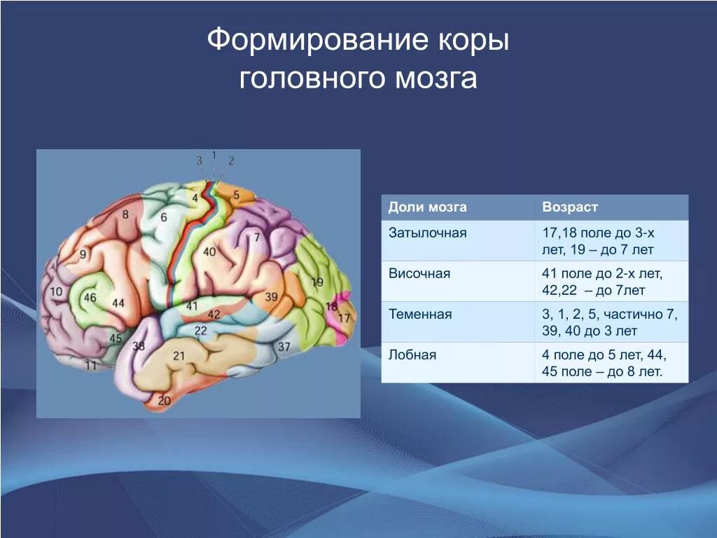 Функциональная характеристика коры головного мозга. Формирование мозга. Формирование головного мозга. Развитые коры головного мозга. Корковые изменения головного мозга