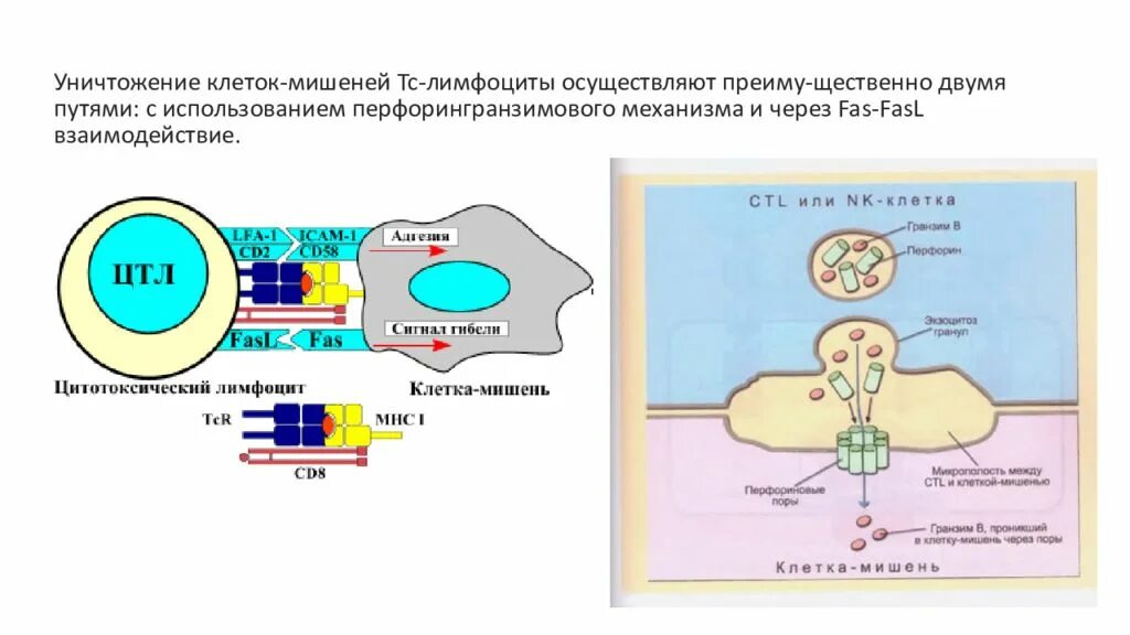 Геном клетка мишень. Клетки мишени. Клетки мишени. Геном клетка мишень. Клонирование бактерий схема.