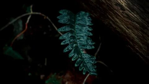 Dark plant
