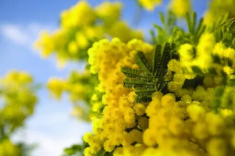 Погода в желтом