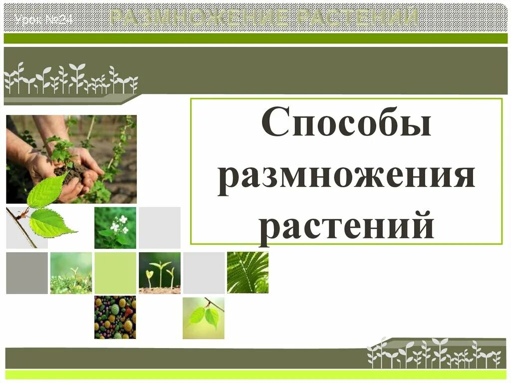 Размножение растений. Способ растений размножаться. Методы размножения растений. Способ размножения растке. Размножение растений и его значение 6 класс