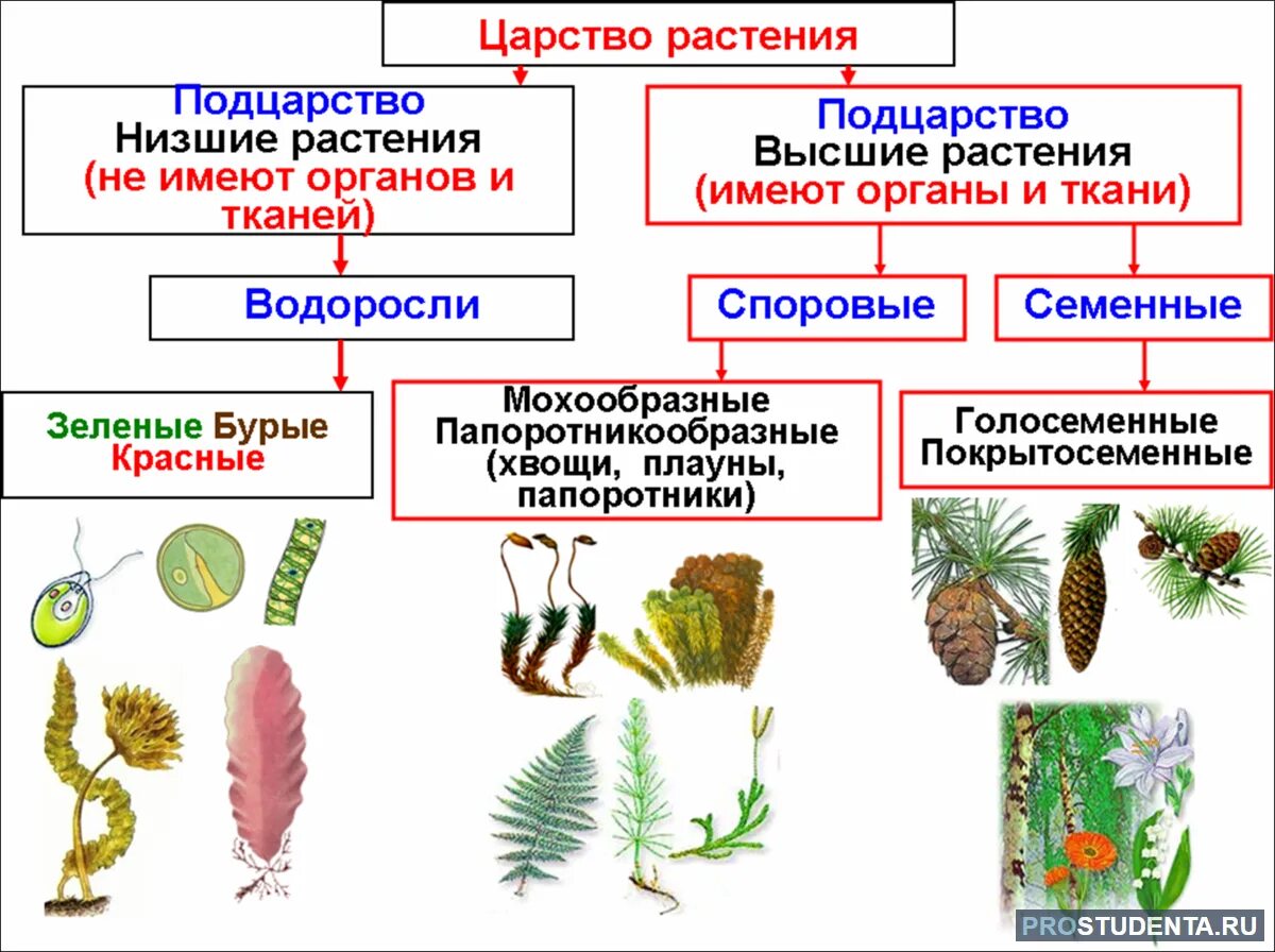 Однодольные двудольные хвойные листостебельные. Классификация высших споровых растений схема. Царство растения Подцарство высшие растения. Споровые растения низшие высшие схема. Отделы растений в биологии схема.