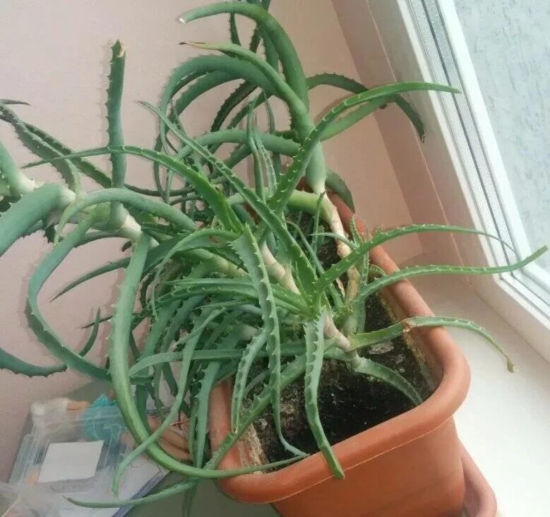 Алое Древо Видное столетник. Алоэ перфолиатум. Алоэ древовидное (Aloe arborescens).