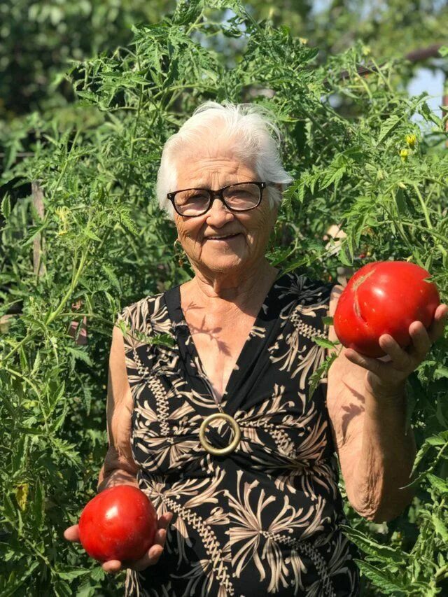 Бабушка с помидорами. Бабушка в огороде. Бабушка с урожаем. My granny can