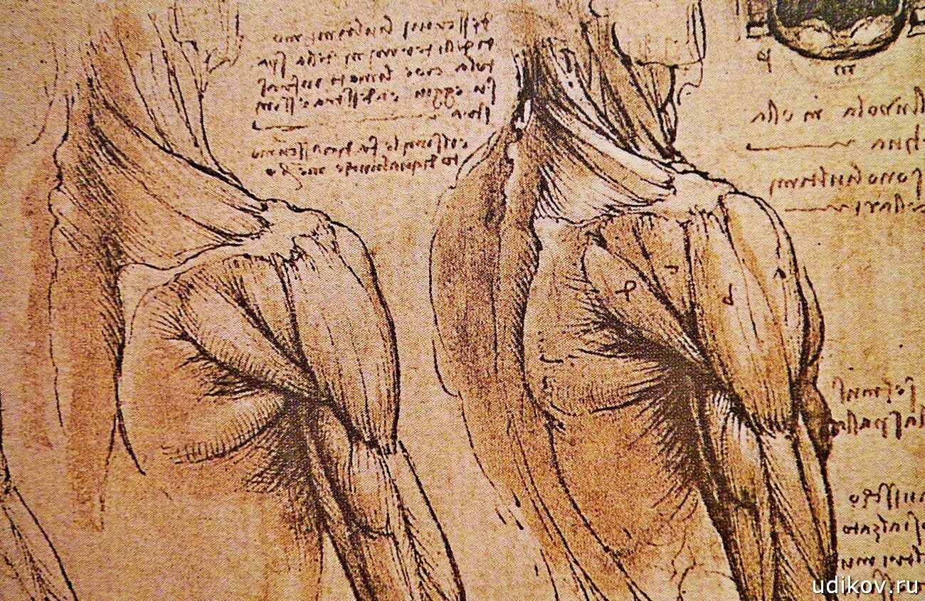 Анатомический атлас Леонардо да Винчи. Анатомические иллюстрации Леонардо Давинчи. Анатомические зарисовки Леонардо да Винчи. Леонардо да Винчи анатомия мышцы. Тело возрождение