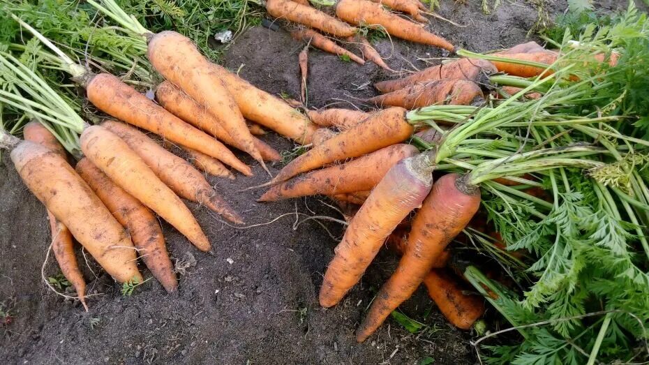 10 килограмм моркови. Таджикская морковь. Морковь в Таджикистане. Морковь рынок Душанбе. Морковь золото Востока.