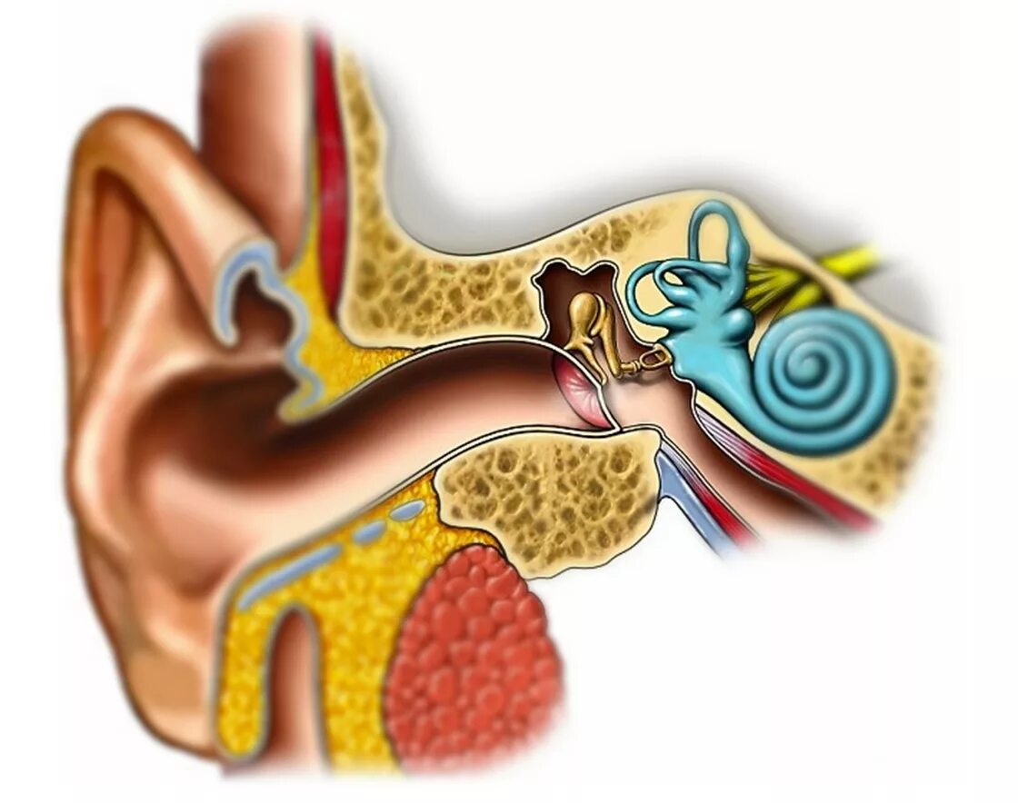 Изменение в среднем ухе. Тимпаногенный лабиринтит. Лабиринтит ЛОР болезни. Менингогенный лабиринтит.