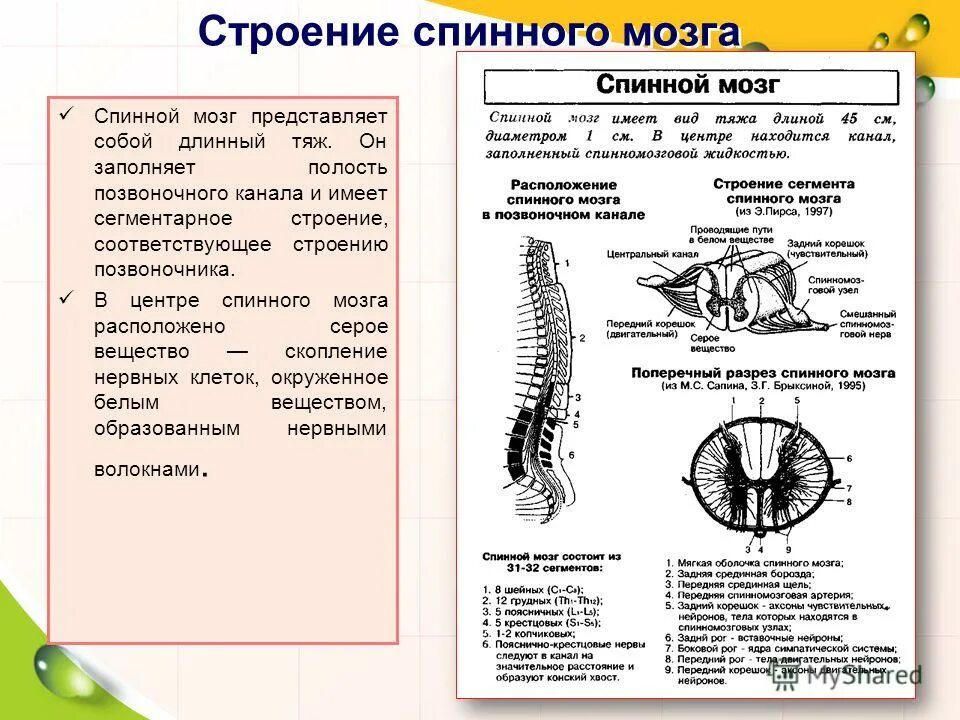 Представляет собой эластичный тяж. Спинной мозг расположение строение функции. Спинной мозг строение и функции таблица. Отделы строения и расположения функции спинного мозга. Опишите строение спинного мозга и его функции..