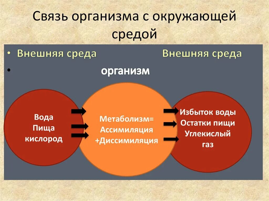 Взаимосвязи организмов и окружающей среды. Связь организма с окружающей средой. Взаимоотношения организма и среды. Связь живых организмов с окружающей средой.