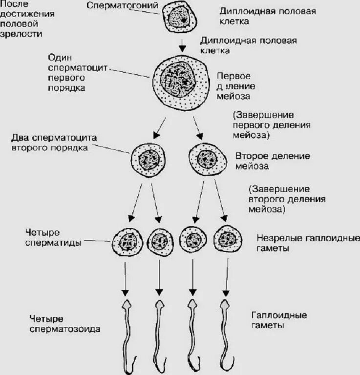 Сперматогенез сколько клеток. Схема процесса сперматогенеза. Схема образования спермиев. Сперматогенез 4. Фазы сперматогенеза схема.