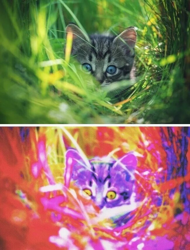 Как выглядит мир глазами. Как выглядит мир глазами. Как видят мир кошки. Как выглядит мир глазами. Как видят кошки.