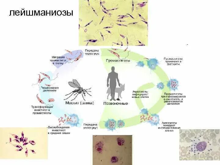 Висцеральный лейшманиоз. Кожный лейшманиоз пути заражения. висцеральный лейшманиоз класс тип. профилактика кожного лейшманиоза. меры профилактики лейшманиоза.