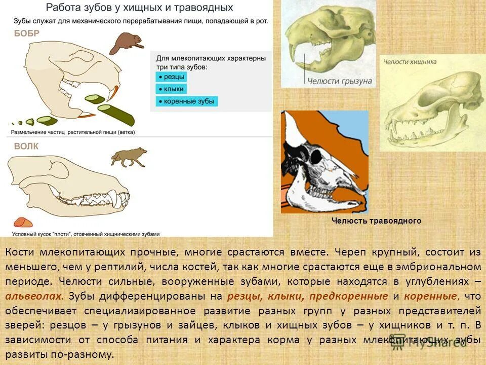 Прерывистый крик характерный для некоторых хищных