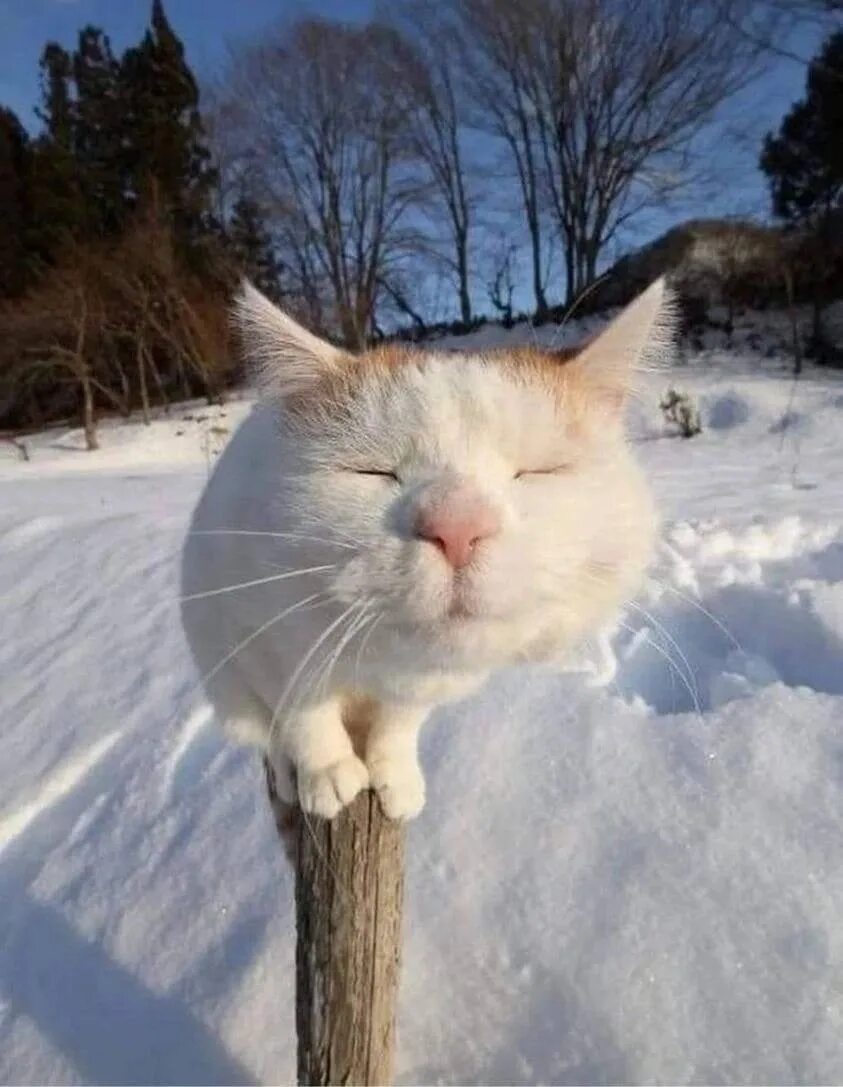 Кот в снегу. Смешная зима. Кошка зима. Ждем весну картинки прикольные
