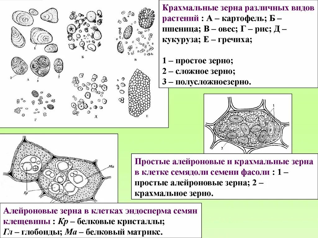 Запасающая функция кости. Крахмальные зерна различных видов растений. Простое крахмальное зерно. Алейроновые зерна. Что содержит крупные крахмальные зерна.