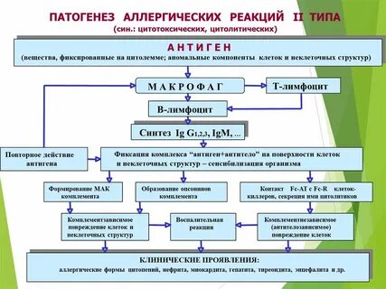 Компоненты аллергической реакции
