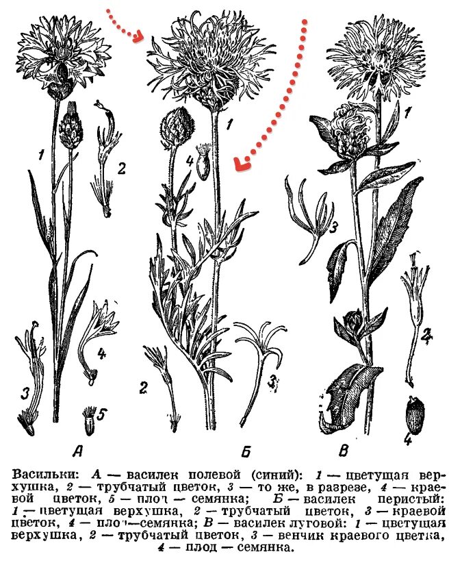 Бодяк Василек Луговой. Василек Луговой плод. Василек Луговой и шероховатый. Строение василька синего.