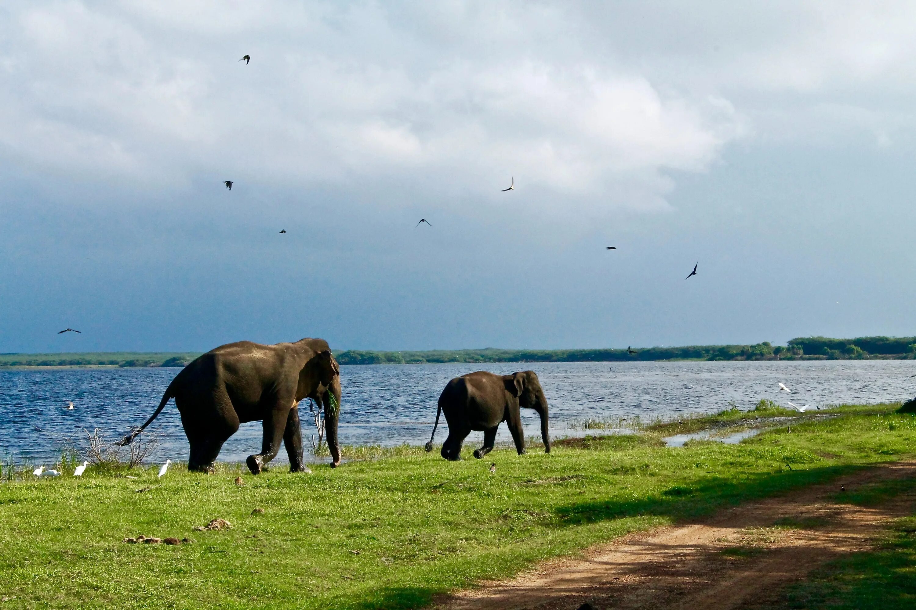 Elephant river. Тиссамахарама Шри Ланка. Васгамува национальный парк Шри Ланка. Удавалаве Шри Ланка. Слоновья река Шри Ланка.