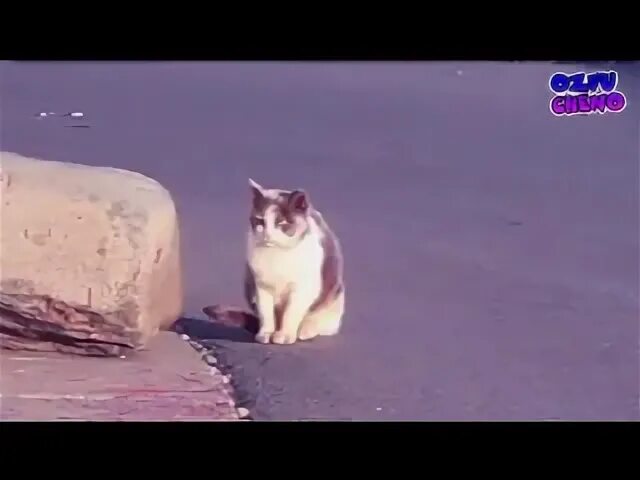 Позови кота с собой