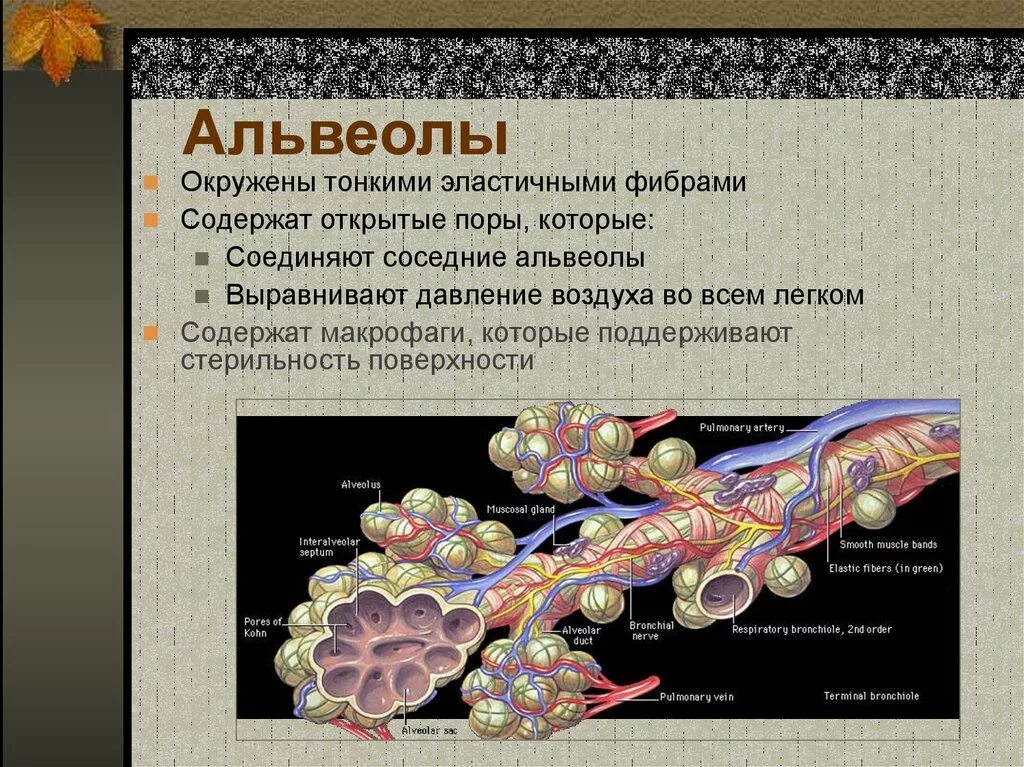 Альвеолы анатомия. Легочные пузырьки. Лёгочная альвеола. Альвеолы это лёгочные пузырьки. Альвеолярные легкие характерны для