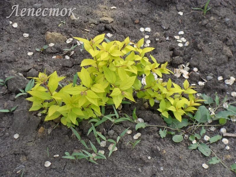 Как размножить спирею осенью